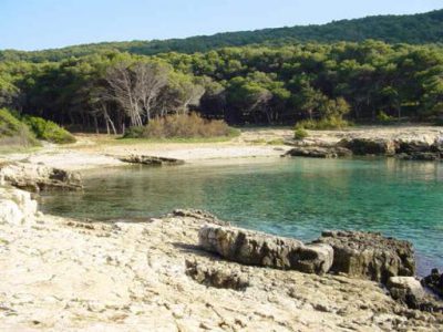 IL BOSCO DI PORTOSELVAGGIO ATTACCATO DALLA PROCESSIONARIA, SERVONO INTERVENTI URGENTI