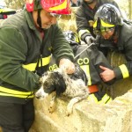 I VIGILI DEL FUOCO SALVANO UN CANE CADUTO IN UN POZZO