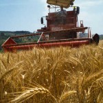 DATI DEL 6° CENSIMENTO DELL’AGRICOLTURA, PROGETTO MedLS