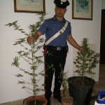 MARIJUANA IN CASA: DENUNCIATO UN 33ENNE