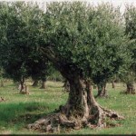 SUD SALENTO SCOPERTI 64 FALSI BRACCIANTI AGRICOLI