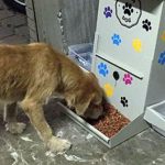 CANI RANDAGI CURATI E LIBERATI A NARDO’