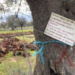 PIANO XYLELLA, TRA ERRORI E VIOLAZIONI, IL 5 LUGLIO CITTADINI DI NUOVO AL TAR CONTRO LA REGIONE PUGLIA