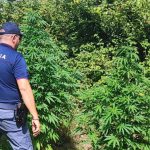 LA POLIZIA DI STATO SCOPRE PIANTAGIONE DI MARIJUANA A MESAGNE