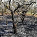 ANZIANO MUORE USTIONATO DA UN INCENDIO IN CAMPAGNA