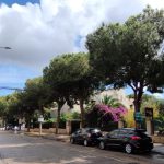 IL COORDINAMENTO PER GLI ALBERI E IL VERDE URBANO DI LECCE CHIEDE AL COMUNE DI RIDISCUTERE GLI INTERVENTI DI ”RIQUALIFICAZIONE” PREVISTI SUI VIALI