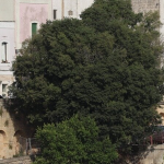 “Preservare il vecchio bagolaro, albero simbolo identitario di Specchia”