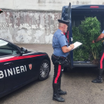 REPORT DEI CARABINIERI SU SCOPERTA DI TRE PIANTAGIONI DI DROGA