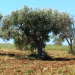 SCENARI POST XYLELLA: ‘FAVOLOSA’ E ‘LECCINO’ SONO CONTROPRODUCENTI, ‘OGLIAROLA’ E ‘CELLINA’ SI RIPRENDONO