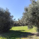 LA RIFLESSIONE / SULLA XYLELLA LA NATURA DIMOSTRA LA VERITA’