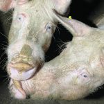 DI FOTO DI Animal Equality CE N’ERANO UNA VENTINA. RACCAPRICCIANTI. QUI SOLO LA MENO VIOLENTA PER NON URTARE LA SENSIBILITA’ DI NESSUNO. MA L’INDUSTRIA ALIMENTARE CHE TORMENTA GLI ANIMALI E’ UNA VERGOGNA DI TUTTI