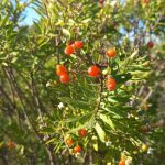 PER UNA RICRESCITA FELICE DI PARCO LUPOMONACO A VEGLIE