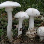 PER CHI RACCOGLIE E CONSUMA FUNGHI